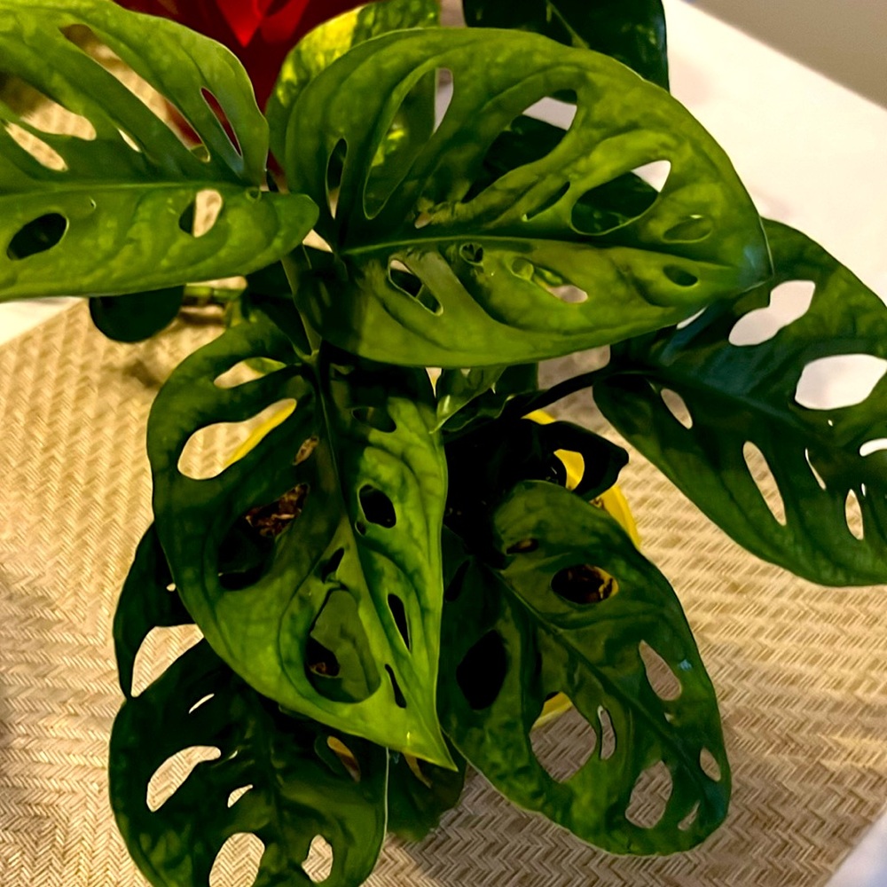 Monstera Swiss Cheese